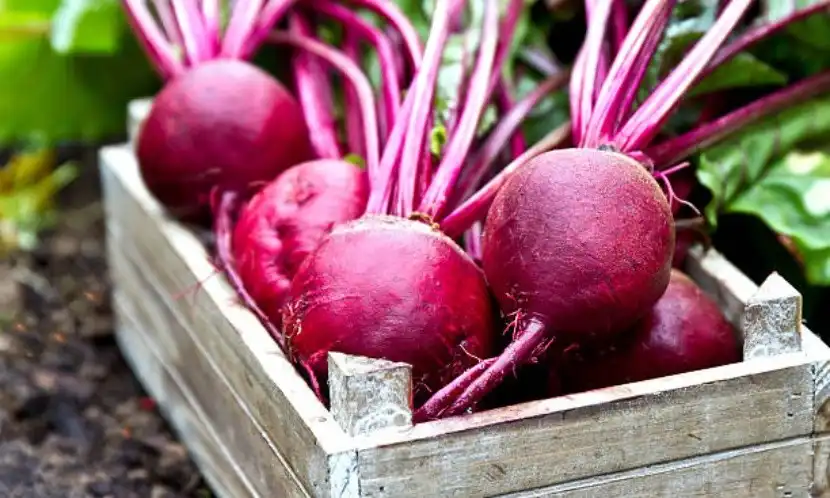 What are the Benefits of Beet Root Powder?